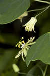 Yellow passionflower